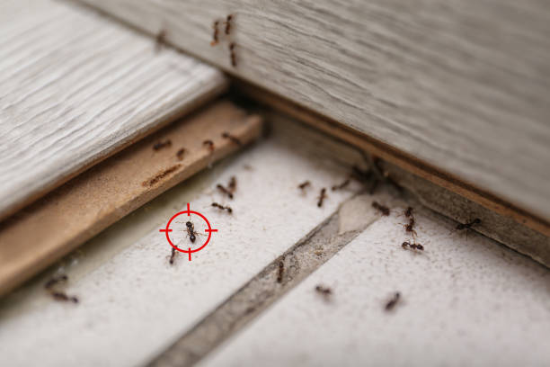 Best Best Pest Control Companies  in Webster, SD