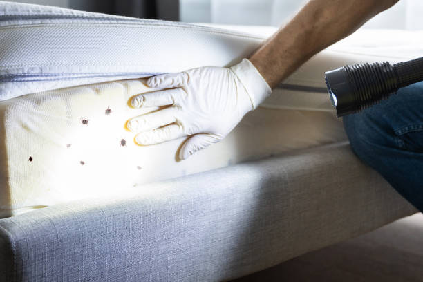 Best Affordable Pest Control Services  in Webster, SD