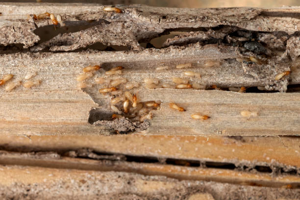 Professional Pest Control in Webster, SD