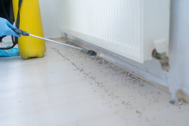 Best Ant Control Services  in Webster, SD